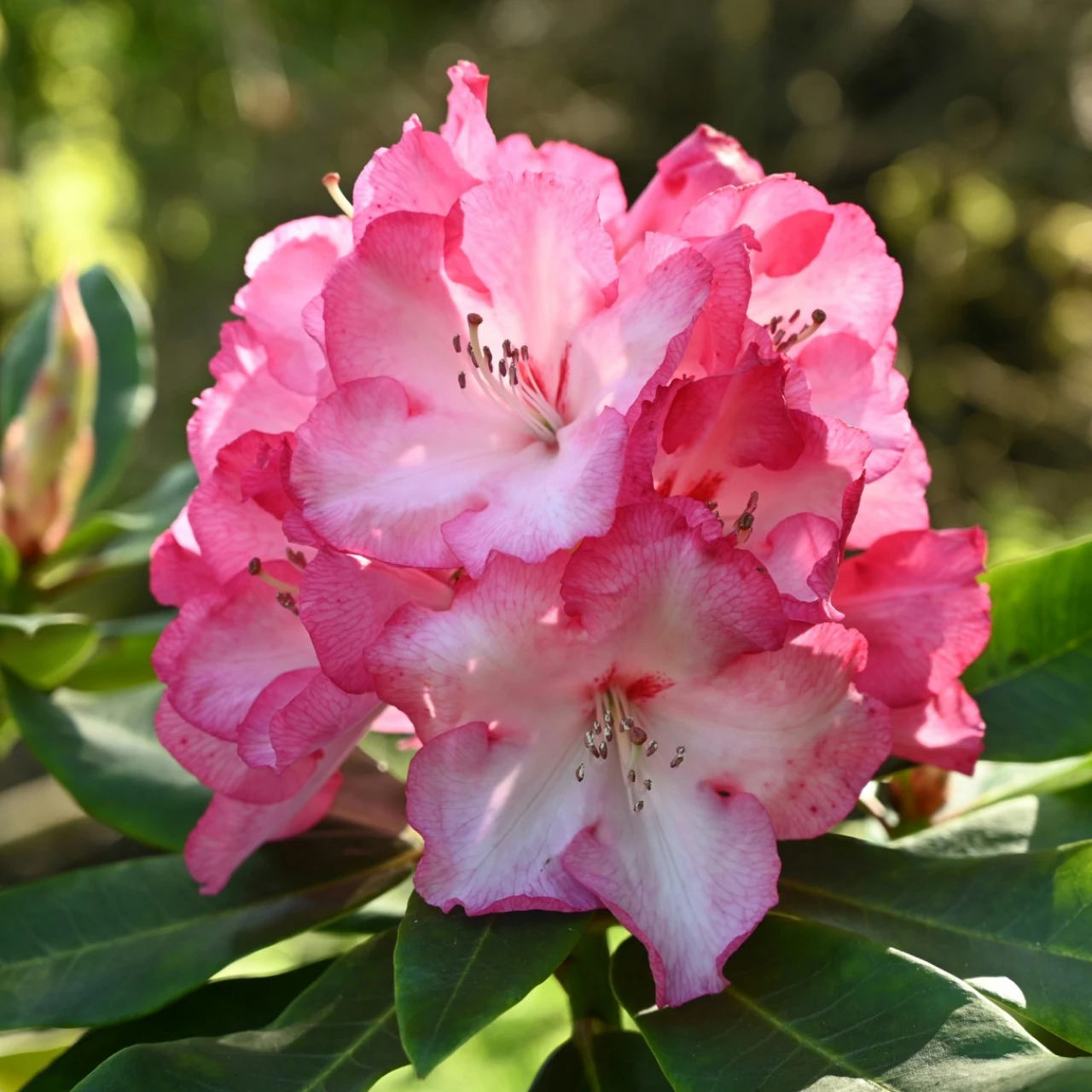 'Point Defiance'